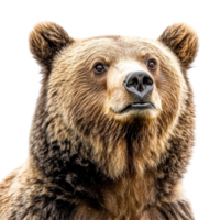 A detailed view of a bear against a transparent background showcasing its unique features and expressions, snow pear top view on transparent background png
