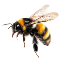 A macro shot of a stunning bumblebee in flight against a soft transparent background, a stunning bumblebee flying macro shot isolated on transparent background png