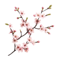 Delicate sakura tree branch with pink flowers and budding blossoms on a transparent background, sakura tree branch flower isolated on transparent background png