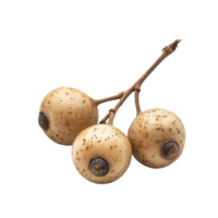 Long Gong fruit Lansium parasiticum displayed on a transparent background showcasing its unique texture and features, Long Gong fruit Lansium parasiticum on transparent background png