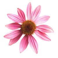 Medicinal echinacea flower blooming vibrantly against a clean transparent background during daylight hours, Medicinal echinacea flower on a transparent background png