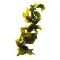Fresh seaweed displayed against a clean transparent background highlighting its texture and color, seaweed on transparent background png