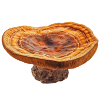 Lingzhi mushroom displayed on a clean transparent background showcasing its unique shape and vibrant colors, Lingzhi Mushroom isolated on transparent background png