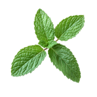 Fresh mint leaf herb isolated on transparent background for culinary and aromatic uses in various dishes and beverages, mint leaf herb isolated on transparent background png