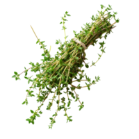 Fresh thyme sprigs bundled together on a clean transparent background perfect for culinary use and garnish options, Fresh thyme isolated on transparent background png