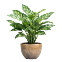Aglonema plant thriving in a ceramic pot with a transparent transparent finish on a bright display table, aglonema plant displayed in ceramic pot tranparent isolated on solid transparent background png