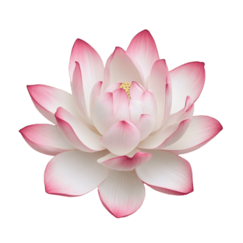 elegante rosado y transparente loto flor con delicado pétalos en contra un suave transparente fondo, exhibiendo natural belleza, pétalo loto flor en transparente antecedentes png