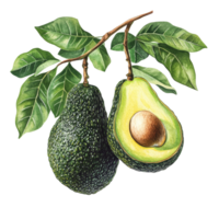 Botanical illustration of avocados with leaves on a transparent background highlighting natural details, Avocado Botanical Illustration on transparent background png