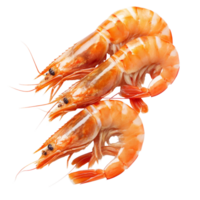 Freshly cooked shrimps on a clean transparent background showcasing their vibrant color and texture, Cooked shrimps on transparent background png