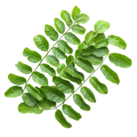 Fresh tamarind leaves isolated on a clean transparent background showcasing their vibrant green color and unique shape, tamarind leaves isolated on transparent background png