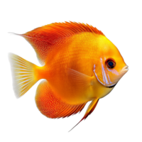 Vibrant discus fish swimming gracefully in a pristine transparent background, discus fish isolated on transparent background png