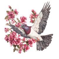 Asian pigeonwings flower surrounded by a colorful pigeon in mid flight on a bright transparent background, Asian pigeonwings flowe on transparent background png