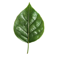 Isolated green leaf features intricate vein patterns against a transparent background for natural beauty display, stalk green leaf isolated on transparent backgroundfile png