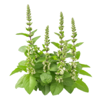 Holy Basil Ocimum sanctum with lush green leaves and flowering spikes against a bright transparent background, Holy Basil Ocimum sanctum isolate on transparent background png