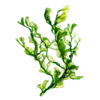 Delicate green algae isolated on a transparent background showcasing intricate textures and shapes, Algae isolated on transparent background. Algae transparent background png