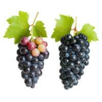 Two varieties of ripe wine grapes with green leaves isolated on a transparent background, two diffrent wine grapes ripes isolated on transparent background png