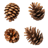 Beautiful selection of pine cones displayed on a transparent background for decorative and crafting purposes, some pine cones isolated on transparent background png