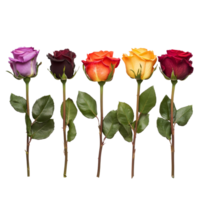A row of vibrant roses in various colors against a plain background showcasing natures beauty, row of multicolored rose flowersfile of isolated object on transparent background png