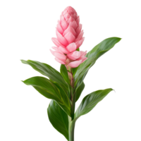 Torch ginger flower with vibrant pink petals and lush green leaves against a transparent background in natural light, Torch ginger or Aspidistra sutepensis on transparent background png