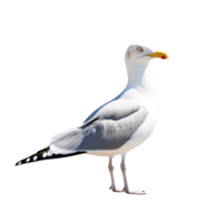 A solitary seagull waits patiently for food against a bright, transparent background in an isolated location, typical seagull waiting for something isolated on transparent background png