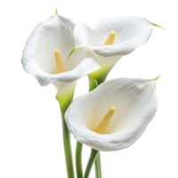 Elegant calla lilies in full bloom showcasing vibrant transparent petals against a bright transparent background, Calla Lilies flowers isolated on transparent background cutout png