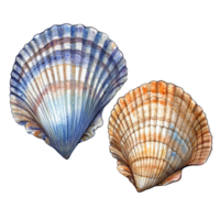 Two vintage watercolor shells on a transparent background showcasing natural beauty and artistic expression, Retro vintage two shells on transparent background png