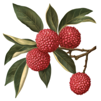 Isolated botanical illustration of lychee fruit with leaves on a transparent background, Lychee Isolated on transparent background Old Botanical Illustration png