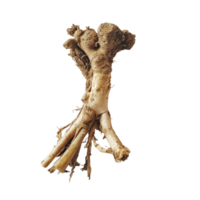 Fresh finger root on a clean transparent background showcasing its unique texture and shape, Finger root on transparent background png