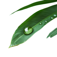 A water drop glistens on a vibrant green palm tree leaf against a clean transparent background, water drop on green leaf of palm tree on transparent backgroundfile png