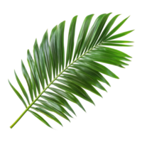Bright green palm tree leaf isolated on a pure transparent background for a tropical and natural feel, green leaf of palm tree isolated on transparent background png