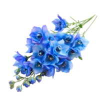 Beautiful bouquet of delphinium flowers captured against a transparent background, Bouquet of delphinium flowers, isolated on transparent background png