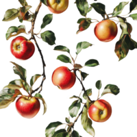 A vibrant branch of fresh apples against a clean transparent background showcasing natures bounty, Branch of delicious apples on whtie background cutouts png