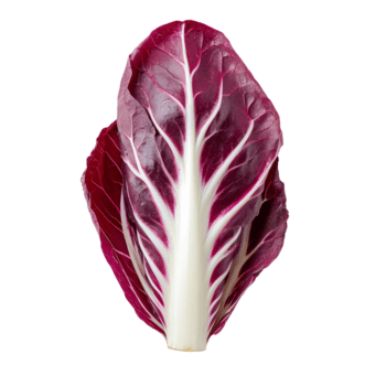 recién rebanado rojo achicoria en un limpiar transparente antecedentes para culinario preparación y presentación, rebanada Fresco rojo achicoria aislado en transparente antecedentes png