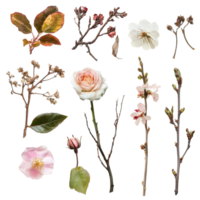 Delicate leaves and flowers arranged on a transparent background showcasing their intricate details, Delicate natural objects on transparent background or transparent background, featuring s and for easy editing png