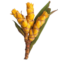 Curcuma latifolia Roscoe with vibrant yellow blooms and green foliage set against a clean transparent background, Curcuma latifolia Roscoe on transparent background png