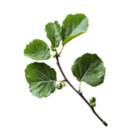 Fresh organic fig vine leaf branch isolated on a transparent background showcasing natural greenery and detail, Fresh organic fig vine leaf branch on transparent background. Fig leaves transparent background png