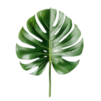 Vibrant tropical leaf resting on a clean transparent surface showcasing its rich green color and unique shape, tropical leaf on transparent background png