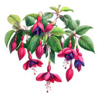 Vibrant fuchsia flower bush with green leaves against a pristine transparent background showcasing elegant beauty in nature, Fuchsia flowers bush on transparent background png