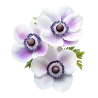 Colorful anemone flowers with delicate petals on a transparent background, anemone flowers isolated transparent background png