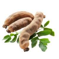 Fresh tamarind pods with green leaves isolated on a clean transparent background for culinary and nutritional use, tamarind isolated on transparent background png