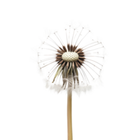 Delicate dandelion cutout against a pristine transparent background showcasing fine details in the seed structure and fluffy texture, Branch of delicious Mandarin on transparent background cutouts png
