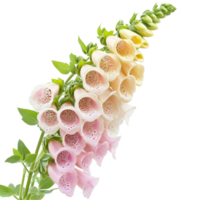 Beautiful bouquet of foxglove flowers displaying various shades isolated on a transparent background, Bouquet of foxglove flowers, isolated on transparent background png