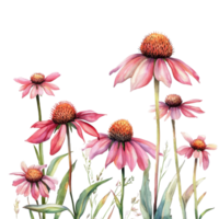 A vibrant arrangement of coneflower blooms in soft hues against a clean transparent background, showcasing their unique petal structure and colors, coneflowers flowers isolated transparent background png