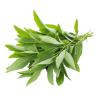 Fresh Kariyat leaves, also known as Andrographis paniculata, displayed on a transparent background, Fresh Kariyat,Andrographis paniculata leaves on transparent background png