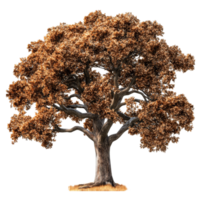 Magnificent close up of a majestic tree with rich textures set against a pristine transparent background, Tree on transparent background, real close up decorate tree in brown pod isolate die cut file png