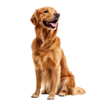 A graceful golden retriever sitting proudly against a transparent background with a joyful expression, Graceful Golden Retriever on transparent background Full Body Shot png