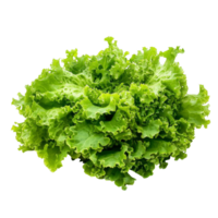 Crisp mizuna lettuce, a vibrant Japanese mustard, shows off its tender greens on a transparent background, Mizuna lettuce isolated Japanese Mustard, vegetable salad for good health on transparent background png