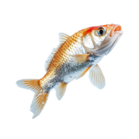 Dynamic fish leaping above water surface in clear aquatic setting, showcasing vibrant colors and natural motion, Dynamic Real Fish Leap Isolated Aquatic Motion on transparent background png