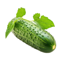 Fresh cucumber with vibrant green leaf isolated on a clean transparent background in lighting for food photography purposes, Cucumber with leaf isolated on transparent background png