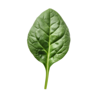 Fresh spinach leaf on a clean transparent background displaying vibrant green color and detailed leaf texture, red spinach on transparent background png